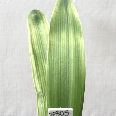 SH805 Belgium Hybrid Clivia miniata with some Light of Buddha characteristics
