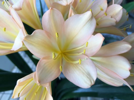 SH835 Light peach Clivia miniata with strong pink tones - Image 2