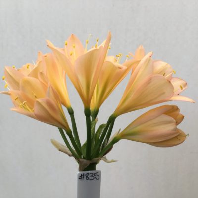 SH835 Light peach Clivia miniata with strong pink tones