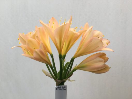 SH835 Light peach Clivia miniata with strong pink tones