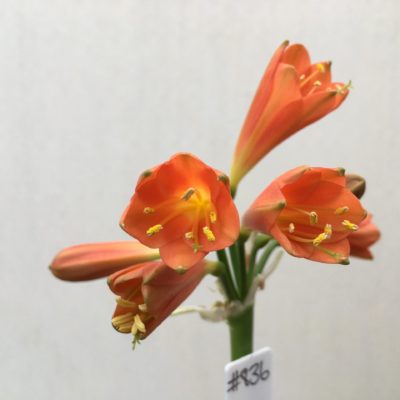 SH836 Orange Clivia miniata almost Interspecific in shape with green tips and very shallow yellow throat