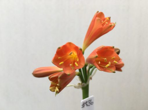 SH836 Orange Clivia miniata almost Interspecific in shape with green tips and very shallow yellow throat