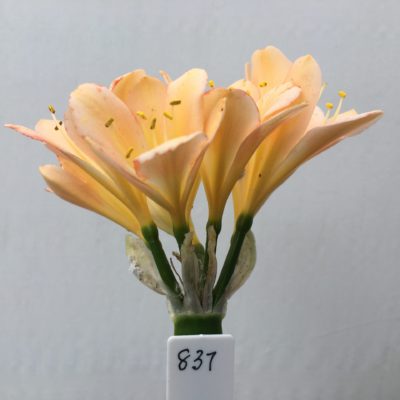 SH837 Pinky light peach Clivia miniata with leakage of anthocyanins throughout small flowers