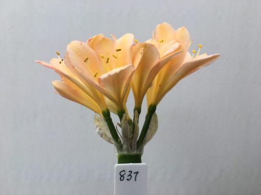 SH837 Pinky light peach Clivia miniata with leakage of anthocyanins throughout small flowers