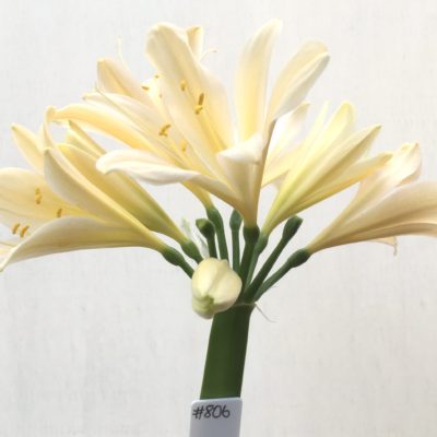 SH806 Clivia miniata with tones of cream, yellow and light peach