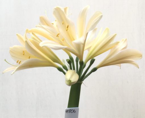 SH806 Clivia miniata with tones of cream, yellow and light peach