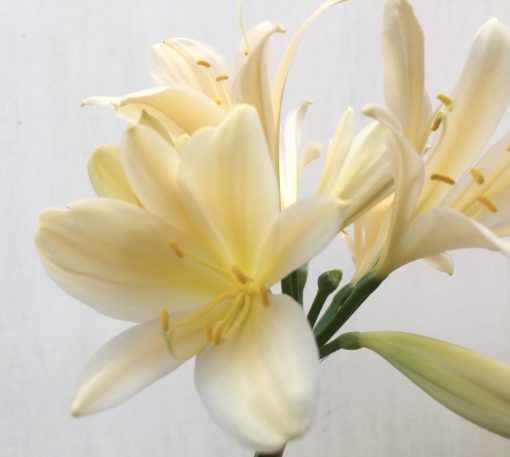 SH806 Clivia miniata with tones of cream, yellow and light peach - Image 2