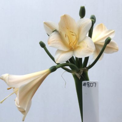 SH807 Peachy pink Clivia miniata
