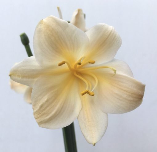 SH807 Peachy pink Clivia miniata - Image 2
