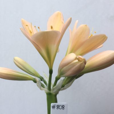 SH808 Mid peach Clivia miniata with green throat