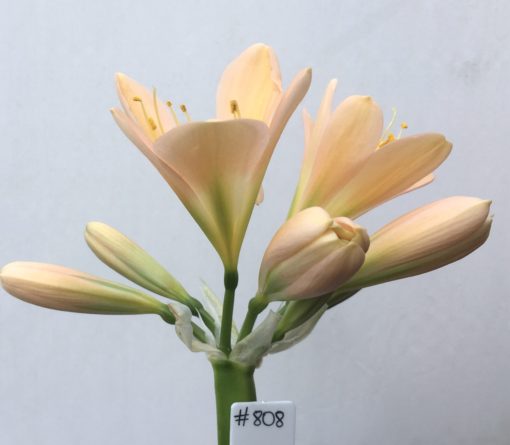 SH808 Mid peach Clivia miniata with green throat