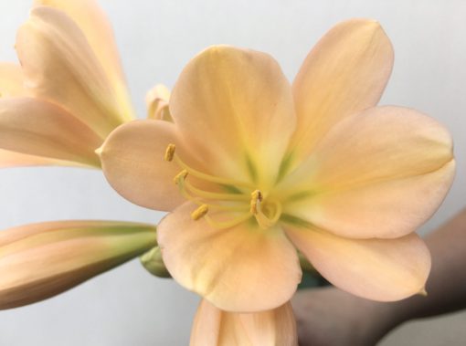 SH808 Mid peach Clivia miniata with green throat - Image 2