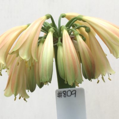 SH809 Clivia Interspecific with mid orange/bronze exterior and cream throat