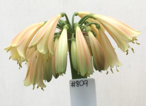 SH809 Clivia Interspecific with mid orange/bronze exterior and cream throat