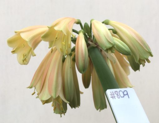 SH809 Clivia Interspecific with mid orange/bronze exterior and cream throat - Image 2