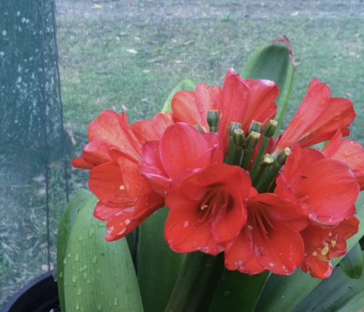 SH810 Dark orange/red Clivia miniata with light green throat