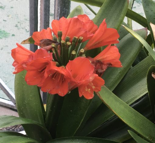 SH810 Dark orange/red Clivia miniata with light green throat - Image 2