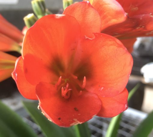 SH810 Dark orange/red Clivia miniata with light green throat - Image 3