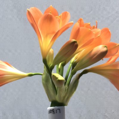 SH817 Pastel orange Clivia miniata