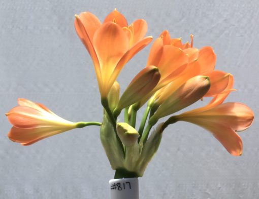 SH817 Pastel orange Clivia miniata