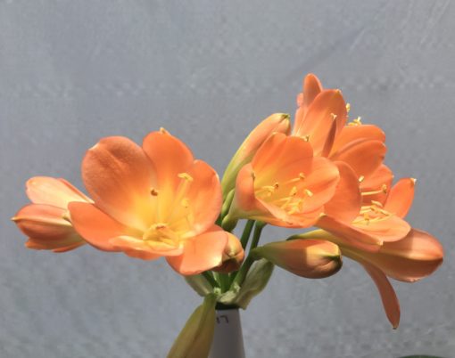 SH817 Pastel orange Clivia miniata - Image 2