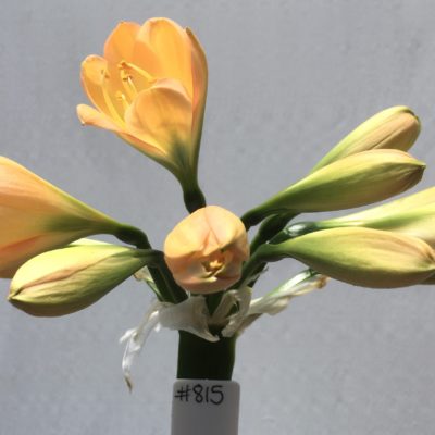 SH815 Mid peachy pink Clivia miniata with mid green throat