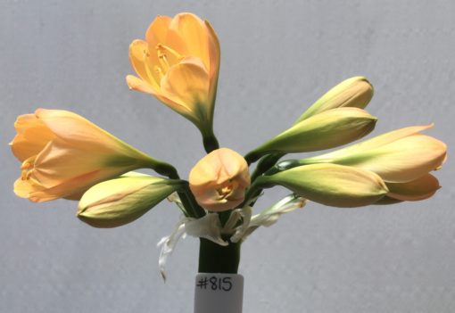 SH815 Mid peachy pink Clivia miniata with mid green throat