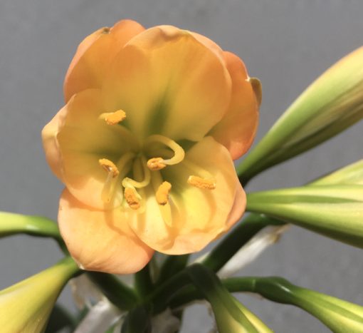 SH815 Mid peachy pink Clivia miniata with mid green throat - Image 2