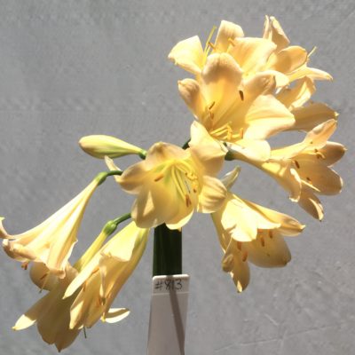 SH813 Light peach Clivia miniata with slight recurve
