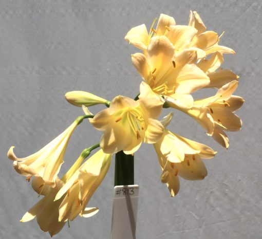 SH813 Light peach Clivia miniata with slight recurve