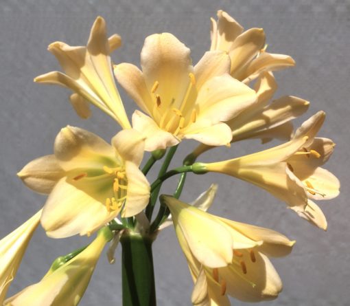 SH813 Light peach Clivia miniata with slight recurve - Image 2