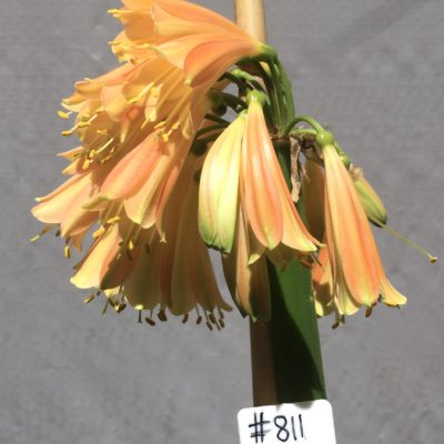 SH811 Clivia Interspecific with mid orange exterior and slight green throat