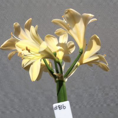 SH816 Cream Clivia miniata with yellow throat