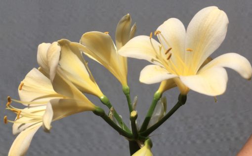 SH816 Cream Clivia miniata with yellow throat - Image 2