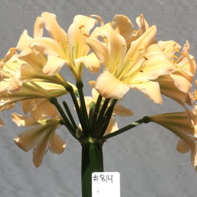 SH814 Light to mid peach Clivia miniata with slight recurve and green throat