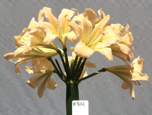 SH814 Light to mid peach Clivia miniata with slight recurve and green throat