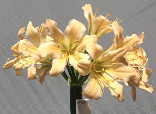 SH814 Light to mid peach Clivia miniata with slight recurve and green throat - Image 2