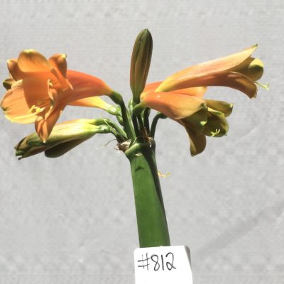 SH812 Clivia Interspecific with burnt orange/bronze exterior and interior