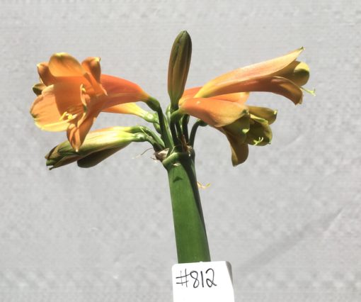 SH812 Clivia Interspecific with burnt orange/bronze exterior and interior