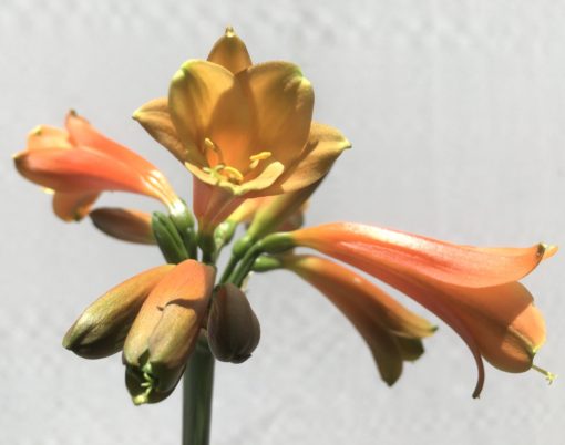 SH812 Clivia Interspecific with burnt orange/bronze exterior and interior - Image 2