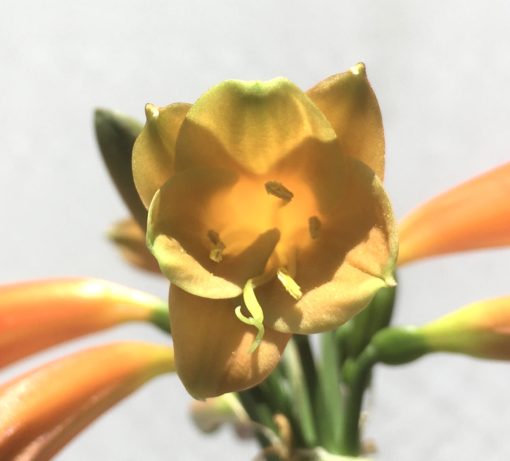 SH812 Clivia Interspecific with burnt orange/bronze exterior and interior - Image 3