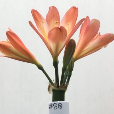 SH818 Pastel orange/red Clivia miniata