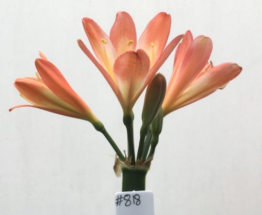 SH818 Pastel orange/red Clivia miniata