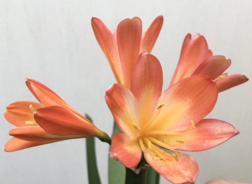 SH818 Pastel orange/red Clivia miniata - Image 2