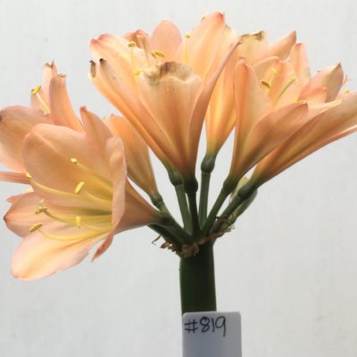 SH819 Mid peach Clivia miniata