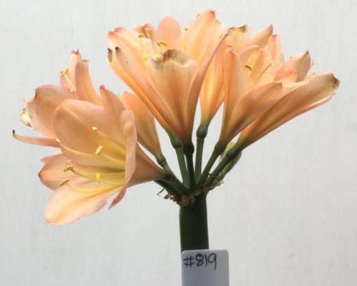 SH819 Mid peach Clivia miniata
