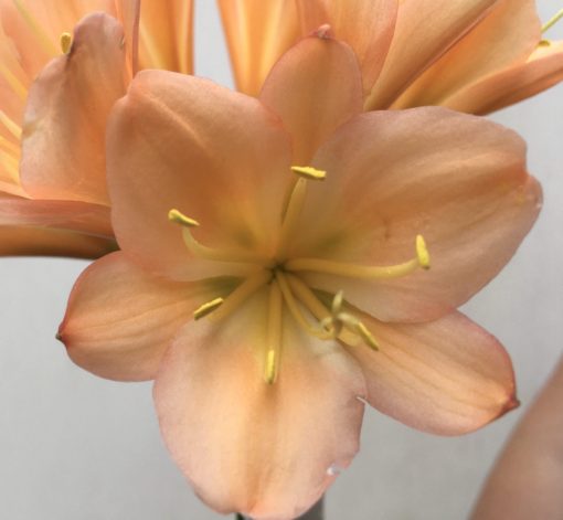 SH819 Mid peach Clivia miniata - Image 2