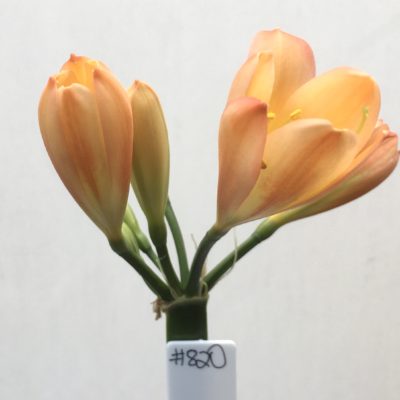 SH820 Mid peach Clivia miniata