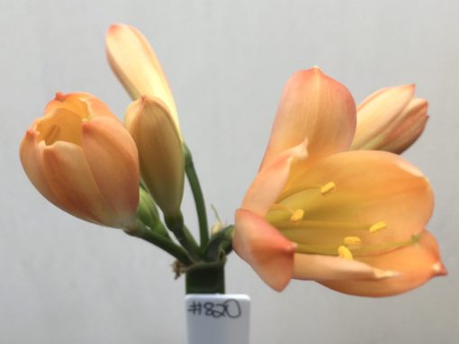 SH820 Mid peach Clivia miniata - Image 2
