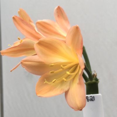 SH821 Mid to dark peach Clivia miniata